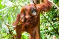 Orangutan kalimantan tanjung puting national park indonesia