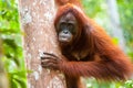 Orangutan kalimantan tanjung puting national park indonesia Royalty Free Stock Photo