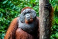 Orangutan kalimantan tanjung puting national park indonesia Royalty Free Stock Photo