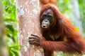 Orangutan kalimantan tanjung puting national park indonesia