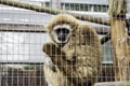 Orangutan locked cage Royalty Free Stock Photo