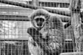 Orangutan locked cage Royalty Free Stock Photo