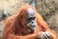 Orangutan looking at his hands Royalty Free Stock Photo