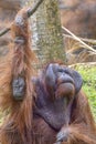 Orangutan Looking Up, Pondering Royalty Free Stock Photo