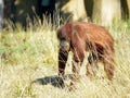 Orangutan among tall grasses