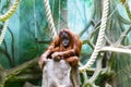 Orangutan misses the zoo
