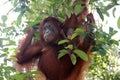 Orangutan mom with her baby orangutan in a tree Royalty Free Stock Photo