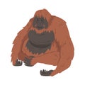 Orangutan Monkey as Arboreal Great Ape with Long Arms Vector Illustration