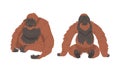 Orangutan Monkey as Arboreal Great Ape with Long Arms Vector Set