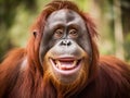 Orangutan monkey close up look at you