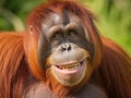 Orangutan monkey close up look at you