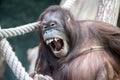 Orangutan monkey close up portrait detail look at you Royalty Free Stock Photo