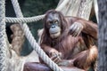 Orangutan monkey close up portrait look at you Royalty Free Stock Photo