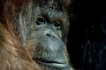 Orangutan monkey close up portrait Royalty Free Stock Photo