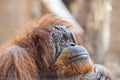 Orangutan monkey close up portrait Royalty Free Stock Photo