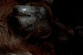 Orangutan monkey hand close up Royalty Free Stock Photo