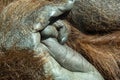 Orangutan monkey hand close up Royalty Free Stock Photo