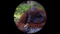 Orangutan Monkey Pongo Seen in Gun Rifle Scope. Wildlife Hunting. Poaching Endangered, Vulnerable, and Threatened