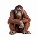 Orangutan monkey thinks, the orangutan sits in a pose of a thinker, close-up, on a white Royalty Free Stock Photo