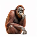 Orangutan monkey thinks, the orangutan sits in a pose of a thinker, close-up, on a white Royalty Free Stock Photo