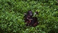 Orangutan mother and baby Royalty Free Stock Photo