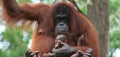 Orangutan mother and baby Royalty Free Stock Photo