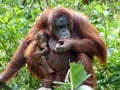 Orangutan mother & baby