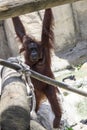 Orangutan Mother & Baby Hanging Royalty Free Stock Photo
