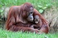 Orangutan mother with baby Royalty Free Stock Photo