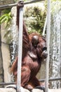 Orangutan Mother and Baby On Ropes Royalty Free Stock Photo