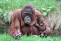 Orangutan mother with baby Royalty Free Stock Photo