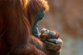 Orangutan mother cares for her baby