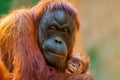 Orangutan mother cares for her baby Royalty Free Stock Photo