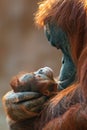 Orangutan mother cares for her baby Royalty Free Stock Photo