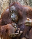 Orangutan-Mother cares of her child