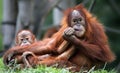 Orangutan Mother and child