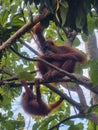 Orangutan Mother and Child chillin& x27; on treebranch Royalty Free Stock Photo
