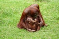 Orangutan mother with little child