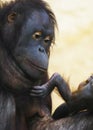 Orangutan mother lulls baby