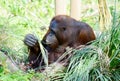 Orangutan mother sitting
