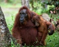 The orangutan Mum with a cub Royalty Free Stock Photo