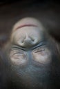 Orangutan newborn baby sleeping (1 months) - Pongo