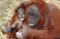 Orangutan Orang Utan Royalty Free Stock Photo