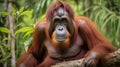 Orangutan (orang-utan) in his natural environment in the rainforest Kalimantan island. Generative Ai