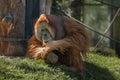Orangutan, orang-utan, orangutang, orang-utang, the most intelligent primate. Portrait. Adult orangutan in outdoor