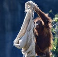 Orangutan Royalty Free Stock Photo