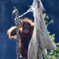 Orangutan Royalty Free Stock Photo