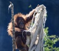 Orangutan Royalty Free Stock Photo