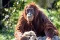 Orangutan Royalty Free Stock Photo