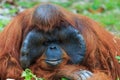 Orangutan ,Orangutan in zoo. Royalty Free Stock Photo